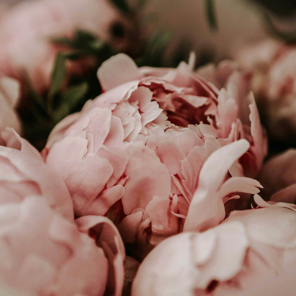 PEONY & SUEDE - Pure elegance in a box