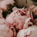 PEONY & SUEDE - Pure elegance in a box