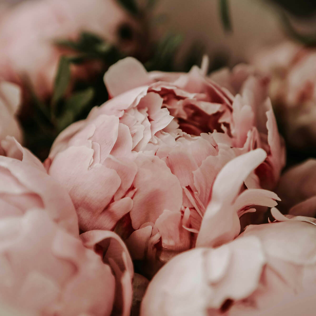 PEONY & SUEDE - Pure elegance in a box