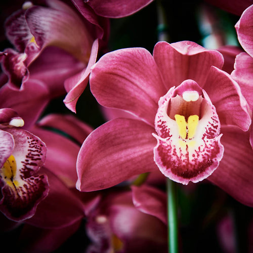 GOLD ORCHID | Sensual. Velvet-smooth & timelessly elegant.